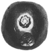 2 Salung (Tri. No date)