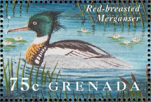 Red-breasted Merganser (Mergus serrator)