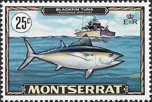 Blackfin Tuna (Thunnus atlanticus)