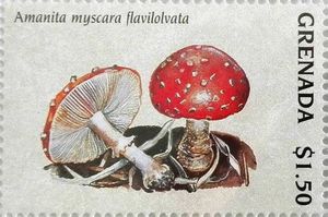 Amanita myscara flavilolvata