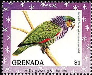 Imperial Parrot (Amazona imperialis)