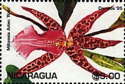 Miltassia Aztec 'Nalo'