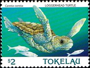 Loggerhead Turtle (Caretta caretta)