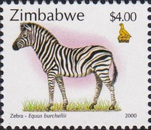 Zebra (Equus quagga burchelli)