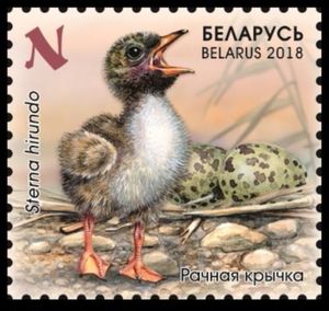 Common Tern (Sterna hirundo)