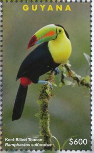 Keel-Billed Toucan (Ramphastos sulfuratus)