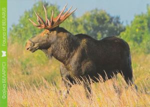 Elk (Alces alces)