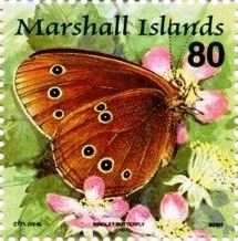 Mountain Ringlet (Erebia epiphron)