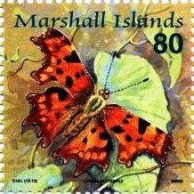 Comma (Polygonia c-album)