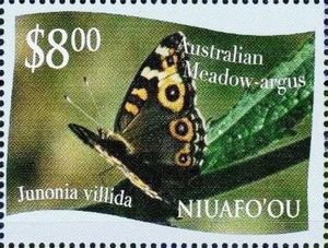 Australian Meadow-argus (Junonia villida)