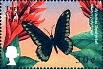 Polydamas Swallowtail (Battus polydamas)