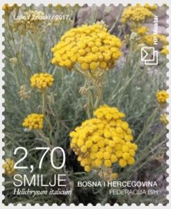 Helichrysum italicum