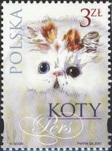 Persian Cat (Felis silvestris catus)