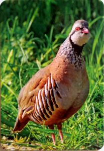 Calendario de Bolsillo: Red Partridge (España(Animals) Col:ESP-2016 ...