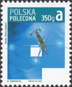 Water Strider (Gerris paludum)