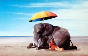 Elephant on the Beach