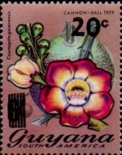 20c on 6c Cannonball Tree