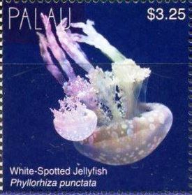 Phyllorhiza punctata