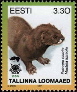 European Mink (Mustela lutreola)