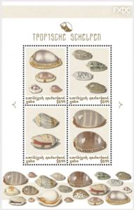 Nature of The Caribbean Netherlands : Tropical Shells