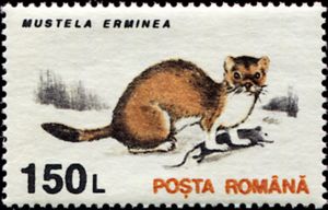 Stoat-Mustela-erminea.jpg