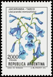 Jacaranda-Tarco (Jacaranda mimosifolia) - Phosphor