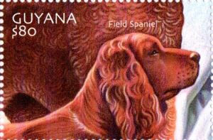 Field Spaniel