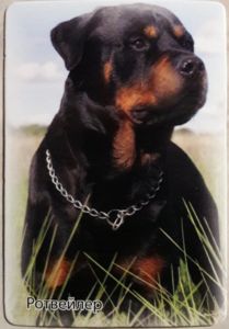 Pocket Calendar: Rottweiler (Ukraine(Dogs) Col:UA-2018-Dog-003.25