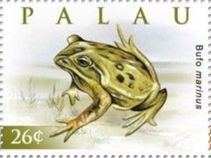 Cane toad (Bufo marinus)