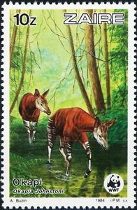 Okapi (Okapia johnstoni)