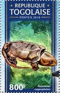 Platysternon megacephalum