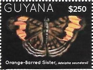 Orange-Barred Sister (Adelpha saundersii)