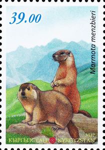 Menzbier-s-Marmot-Marmota-menzbieri.jpg
