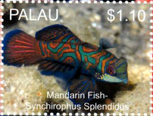 Mandarin fish (Synchirophus splendidus)