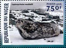 Leptonychotes weddellii