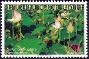 Sacred Lotus (Nelumbo nucifera)