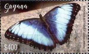 Emperor Butterfly (Morpho peleides)