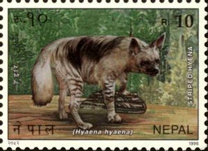 Striped Hyaena (Hyaena hyaena)