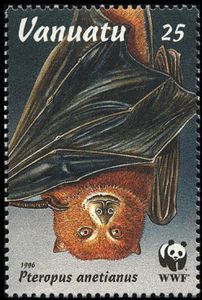 Vanuatu Flying Fox (Pteropus anetianus)