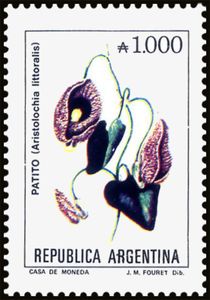 Patito (Aristolochia littoralis)