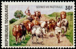 Cattle (Bos primigenius taurus)