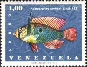 Ram (Apistogramma ramirezi)