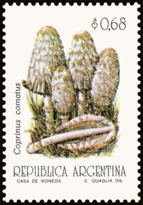 Coprinus comatus