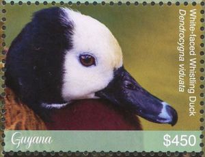 White-Faced Whistling Duck (Dendrocygna viduata)