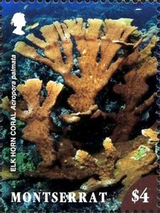 Elk Horn Coral (Acropora palmata)