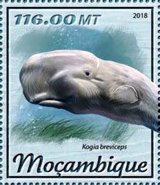 Stamp Pygmy Sperm Whale (Kogia breviceps) (Mozambique(Whales (2018