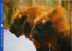 European bison (Bison bonasus)