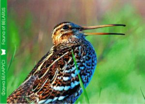 Great Snipe (Gallinago Media)
