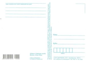 Great Snipe (Gallinago Media)