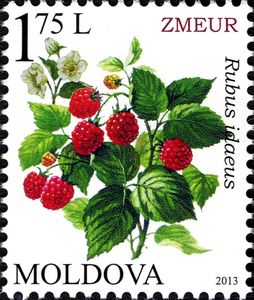 Red Raspberry (Rubus idaeus)
